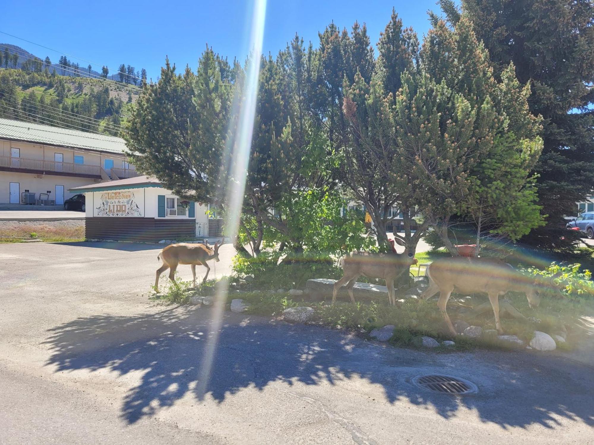 Lido Motel Radium Hot Springs Exteriér fotografie
